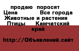 продаю  поросят  › Цена ­ 1 000 - Все города Животные и растения » Птицы   . Камчатский край